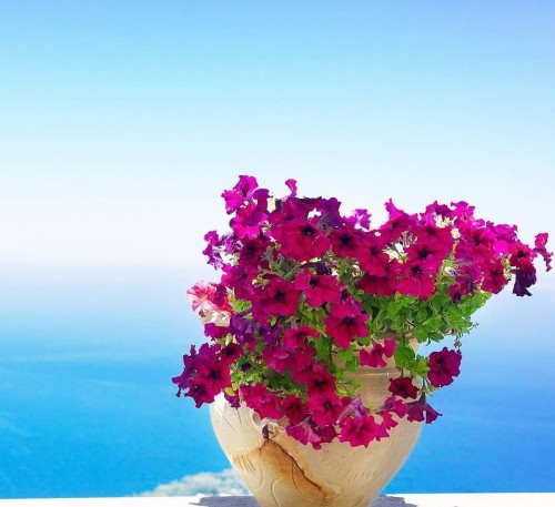 Petunia Pink Dream